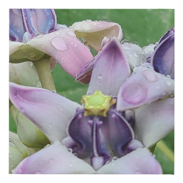 Purple Crown Flowers Faux Canvas Print (Front)