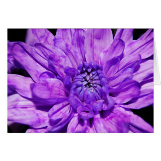 purple crysanthemum cards