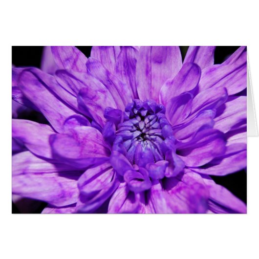 purple crysanthemum cards (Front Horizontal)