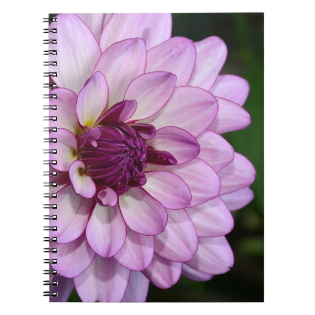 Purple dahlia flower blossoms notebook (Front)