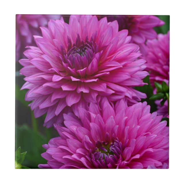 Purple dahlia flower garden ceramic tile (Front)