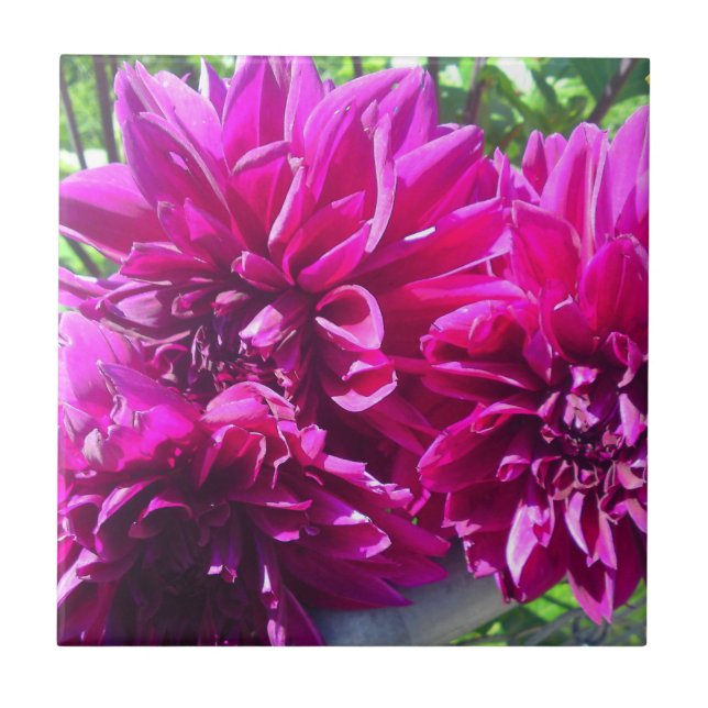 Purple Dahlia Flower Tile (Front)