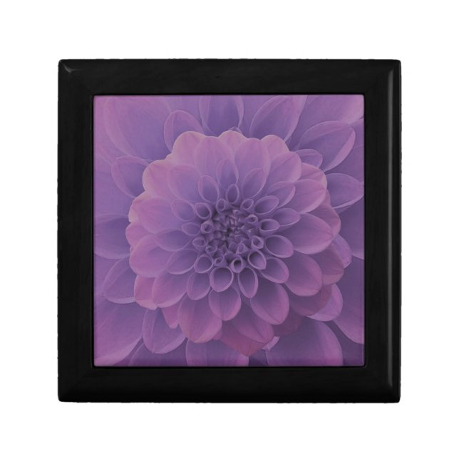 Purple Dahlia Gift Box (Front)