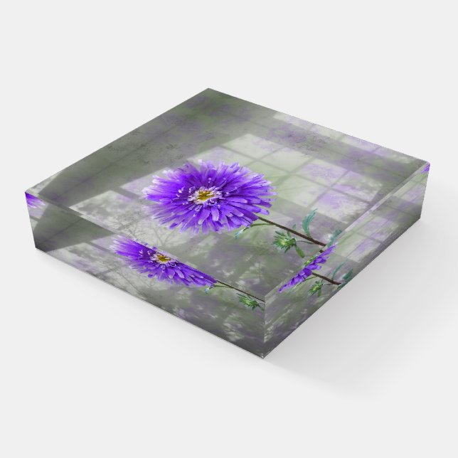 Purple Dahlia In Window Shadow Paperweight (Angled)