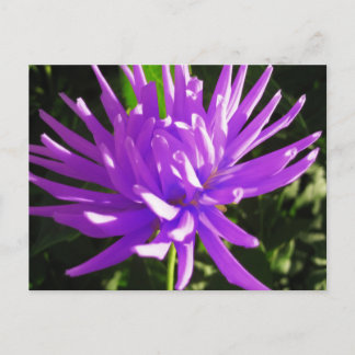 Purple dahlia postcard