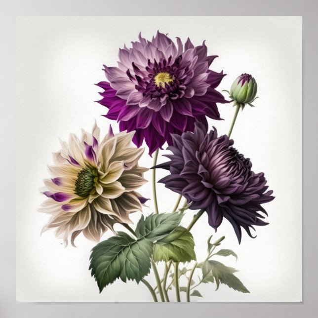 Purple Dahlias Flower Art Print Poster (Front)