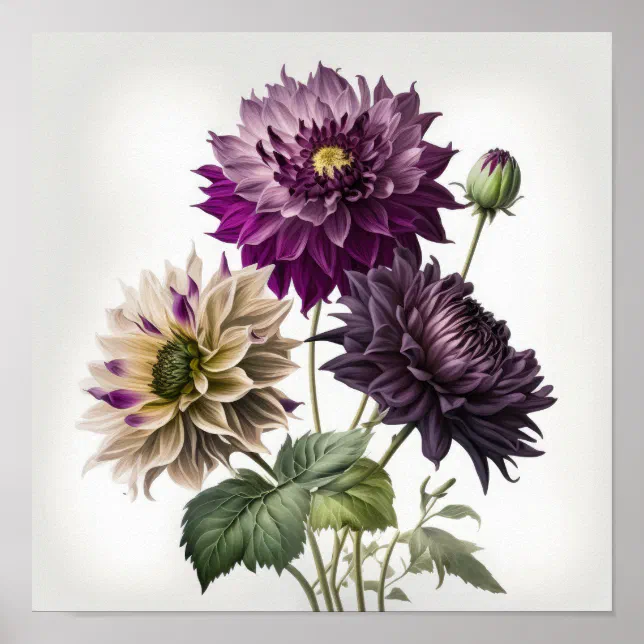 Purple Dahlias Flower Art Print Poster | Zazzle