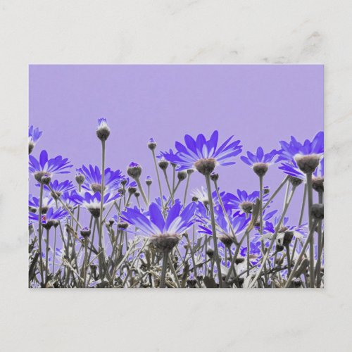 Purple Daisies Postcard