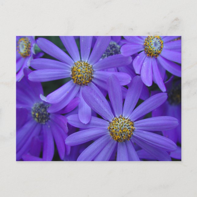 Purple Daisies - Postcard #1 (Front)