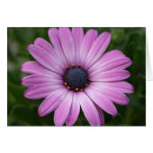 Purple Daisy (Front Horizontal)