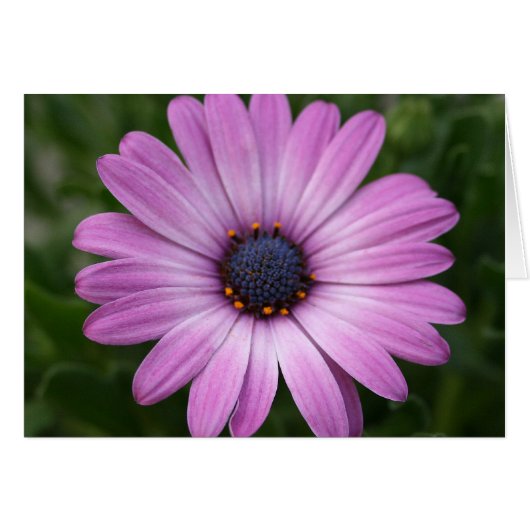 Purple Daisy (Front Horizontal)