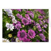 Purple Daisy Card (Front Horizontal)