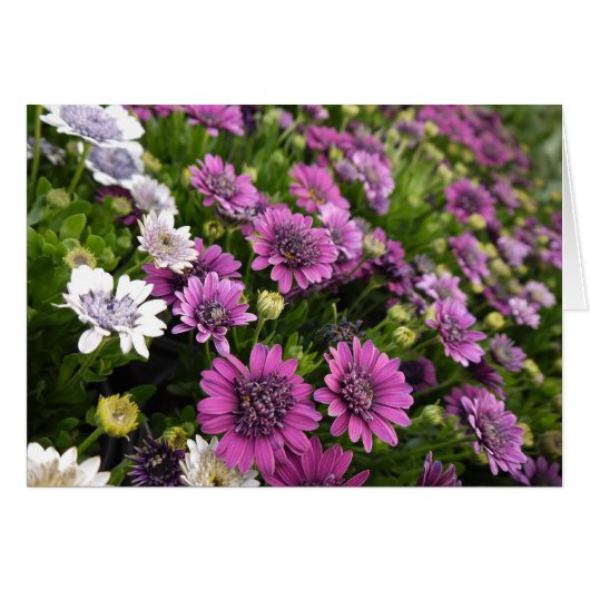 Purple Daisy Card (Front Horizontal)