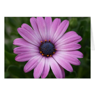 Purple Daisy Cards