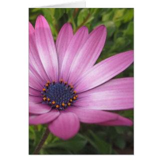 purple daisy cards