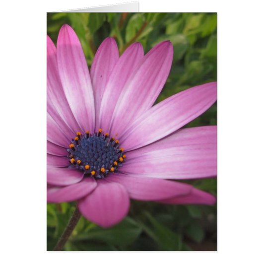 purple daisy cards (Front)