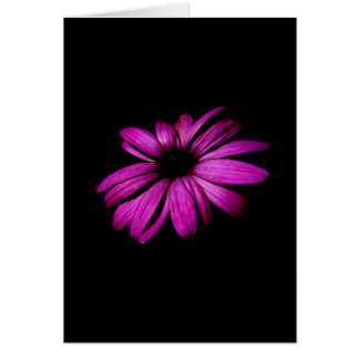 Purple Daisy Cards