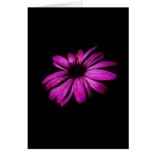 Purple Daisy Cards (Front)
