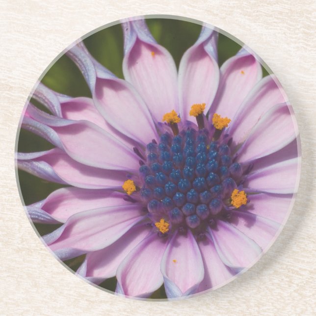 Purple Daisy Coaster (Front)