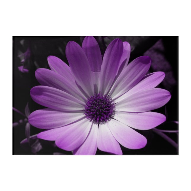 Purple Daisy Flower Acrylic Wall Art (Front)