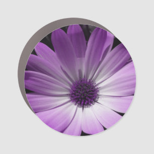 Purple Daisy Flower Car Magnet