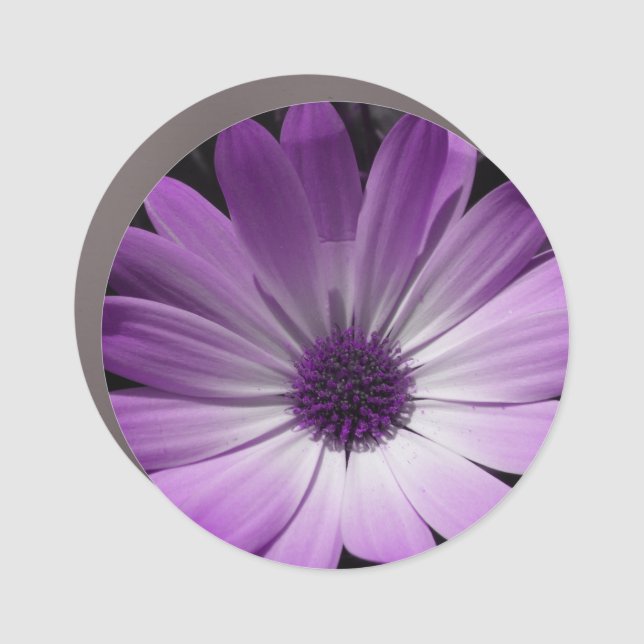 Purple Daisy Flower Car Magnet (Front)