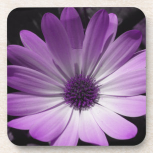 Purple Daisy Flower Cork Coaster