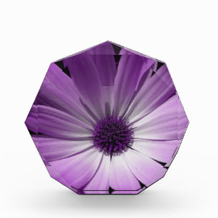Purple Daisy Flower Decorative Award