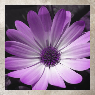 Purple Daisy Flower Floor Decals