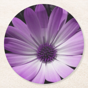 Purple Daisy Flower Paper Coasters