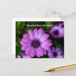 Purple Daisy flower Postcard