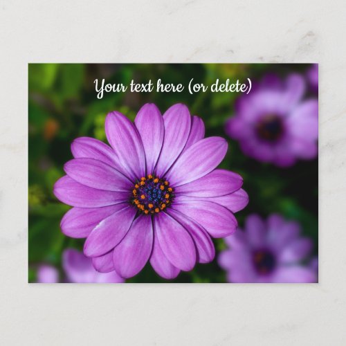 Purple Daisy flower Postcard