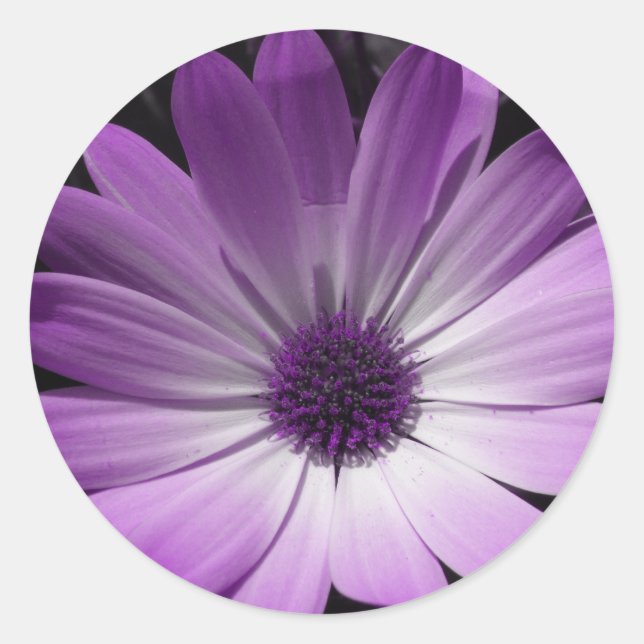 Purple Daisy Flower Sticker (Front)