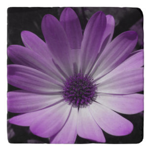 Purple Daisy Flower Stone Trivet