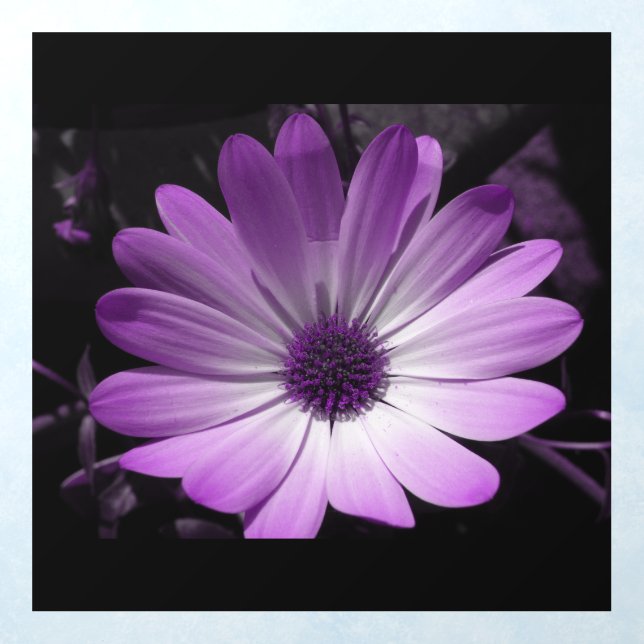 Purple Daisy Flower Wall Decal (Insitu 1)