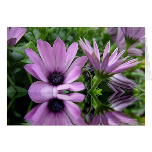 purple daisy flowers cards (Front Horizontal)