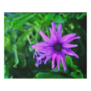Purple Daisy in a Summer Garden Faux Canvas Print