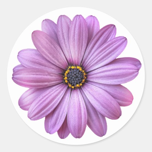 Purple Daisy on White Stickers
