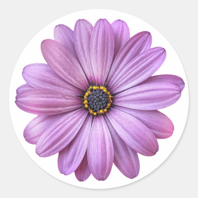Purple Daisy on White Stickers (Front)