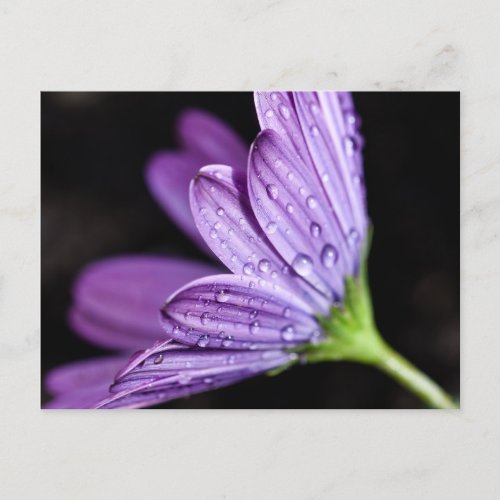 Purple Daisy Osteospermum Flower Postcard
