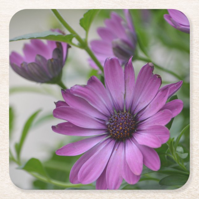 Purple Daisy Party Square Paper Coaster (Front)