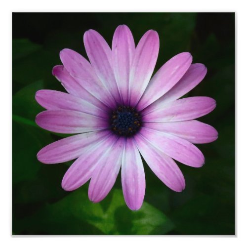 Purple Daisy Photo Wallart