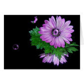 Purple Daisy Reflection (Front Horizontal)