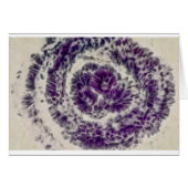 Purple Daisy Swirl (Front Horizontal)