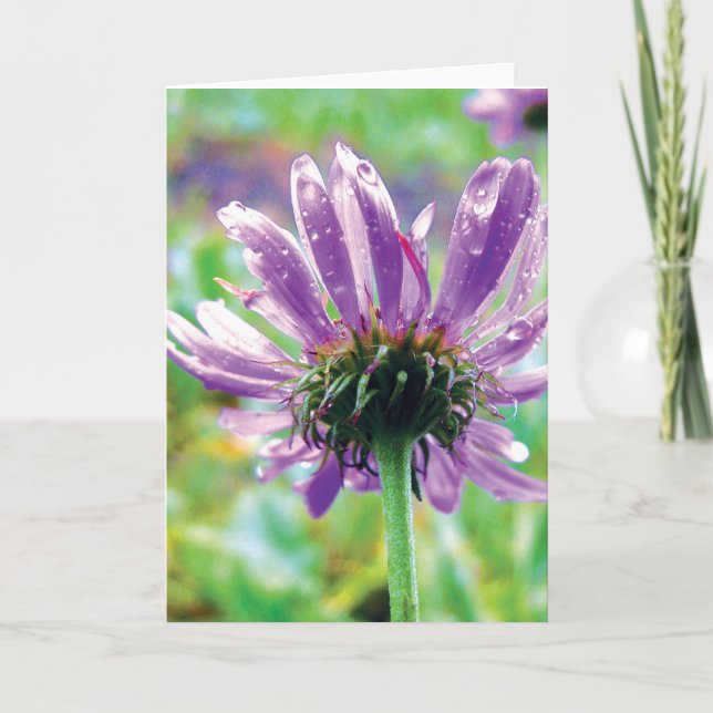 Purple Daisy With Dew, Stories in Nature Poetry Card (Front)