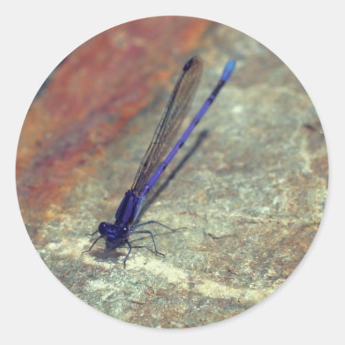 Purple Damselfly Dragonfly Nature  Classic Round Sticker