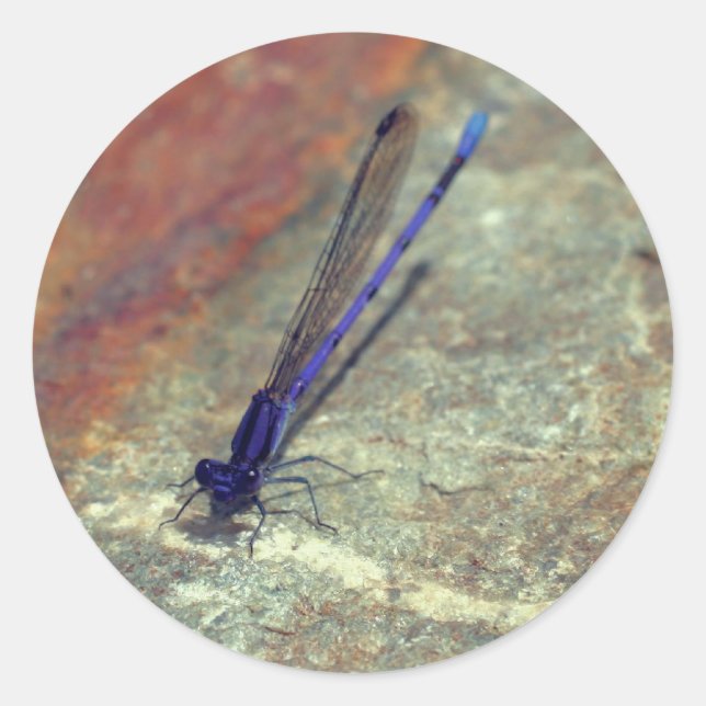 Purple Damselfly Dragonfly Nature  Classic Round Sticker (Front)