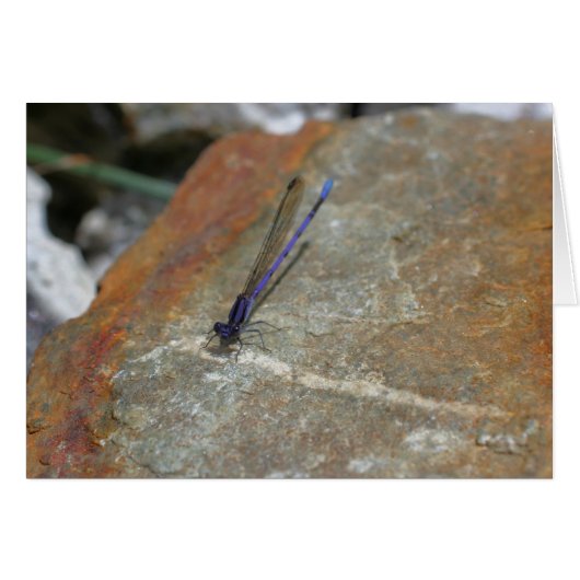Purple Damselfly Nature Photography Card (Front Horizontal)