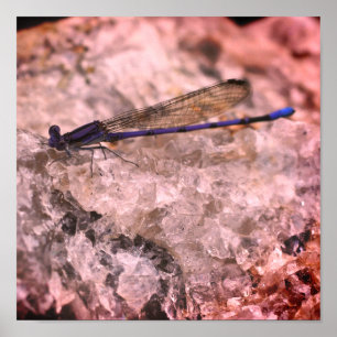 Purple Damselfly On Quartz Rock Close Up Poster