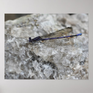 Purple Damselfly On Quartz Rock Insect Poster